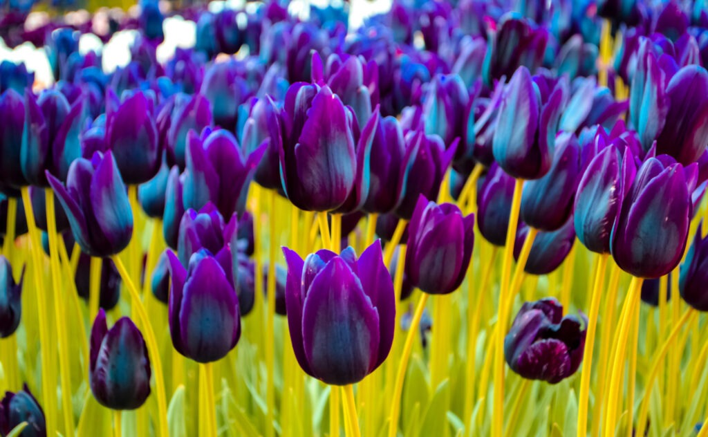 Colorful,Tulip,Garden,In,Spring
