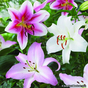 Lilies Stargazing in Moraccu