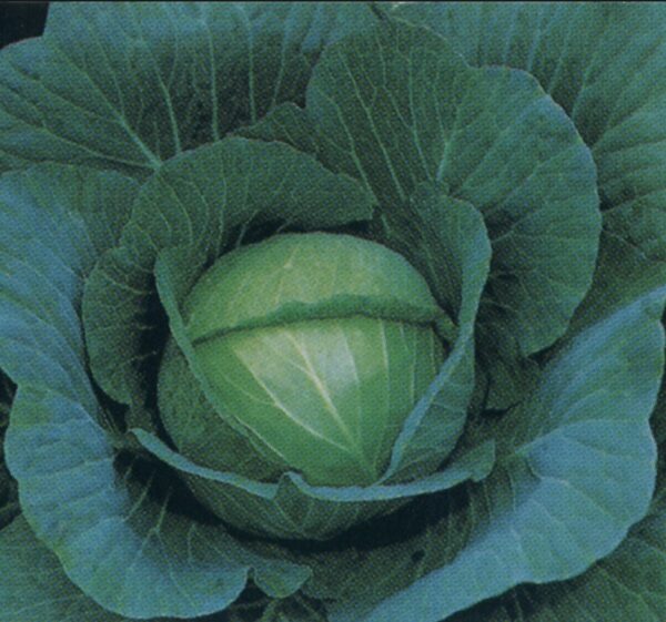 Cabbage