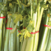 Celery