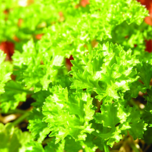 Parsley, Country Corners Greenhouse