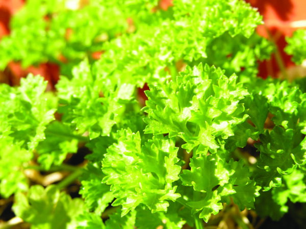 Parsley, Country Corners Greenhouse