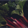 Rhubarb