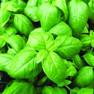 Sweet Basil, Gardening supplies, Fruits, trees, Country Corners Greenhouse