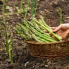 Asparagus.,Fresh,Asparagus.,Green,Asparagus.,Picking,Asparagus,To,The,Basket.