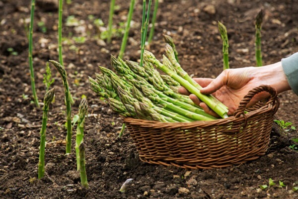 Asparagus.,Fresh,Asparagus.,Green,Asparagus.,Picking,Asparagus,To,The,Basket.