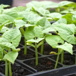 Young,Bean,Plants,Growing,In,A,Tray,In,A,Greenhouse.