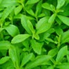 Stevia,Leaves,(selective,Focus;,Detailed,Close-up,Shot)