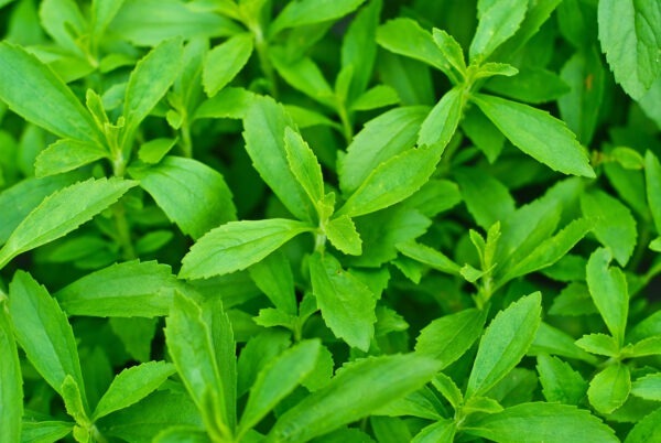 Stevia,Leaves,(selective,Focus;,Detailed,Close-up,Shot)