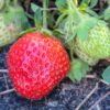 Closeup,Of,Allstar,Variety,Strawberry,Ripening,In,Garden