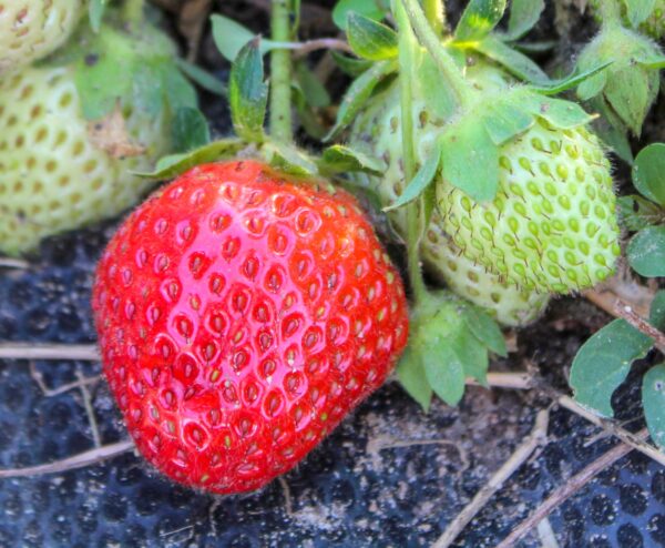 Closeup,Of,Allstar,Variety,Strawberry,Ripening,In,Garden