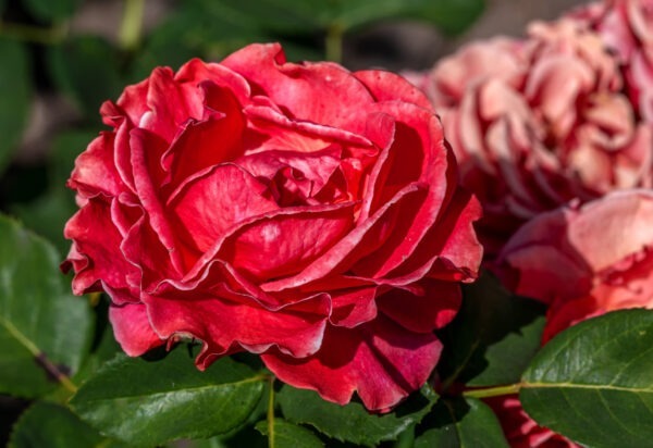 Rose,Flower.,Photo,Plants,In,The,Garden,On,A,Green