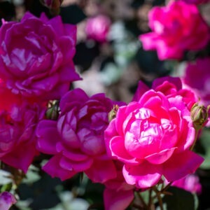 Double Knock Out Roses