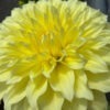 Dinner Plate Dahlia Floodlight