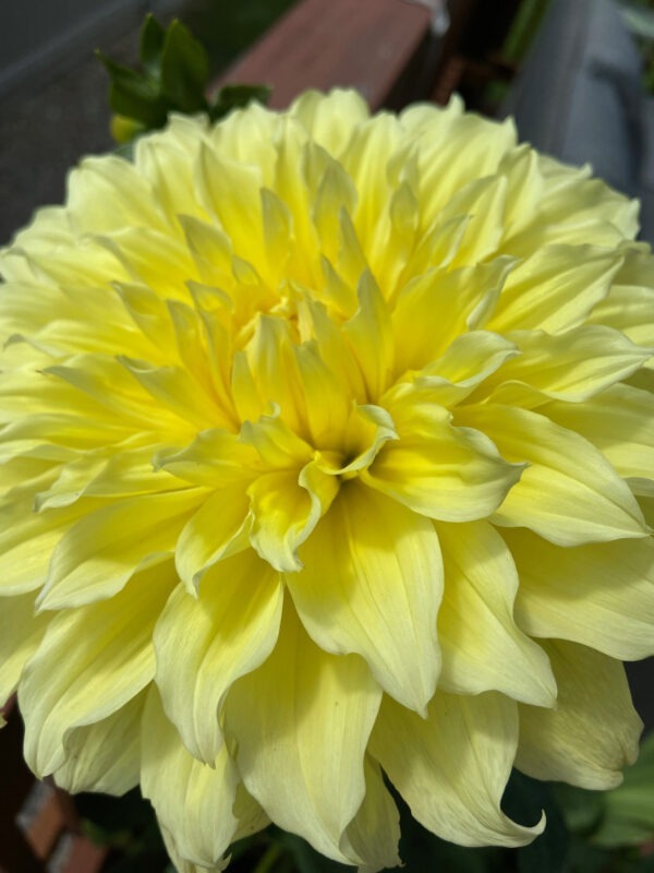 Dinner Plate Dahlia Floodlight