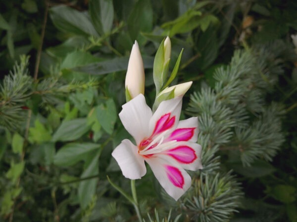Gladiolus Florentina Glads