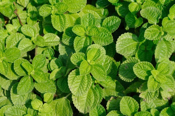 Mint Peppermint, Country Corners Greenhouse