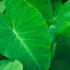 Elephant Ears, Gardening supplies, Fruits, trees, Country Corners Greenhouse