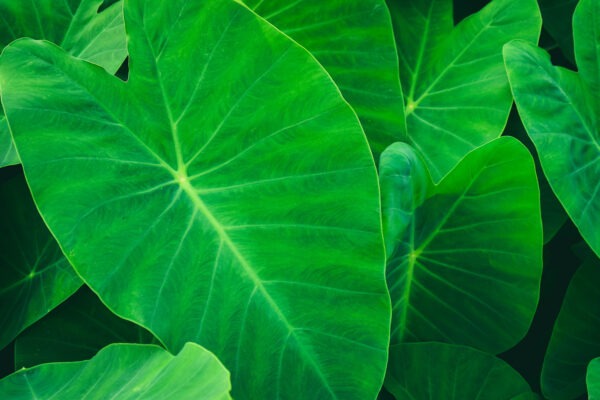 Elephant Ears, Gardening supplies, Fruits, trees, Country Corners Greenhouse