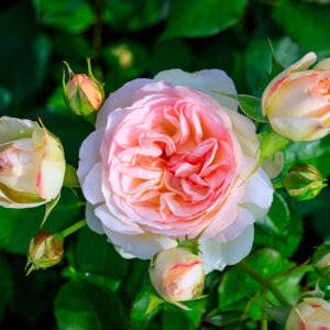 Floribunda