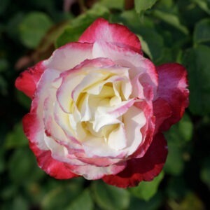 Hybrid Tea Roses