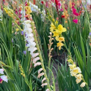 Gladiolus Nanus Mix, Gardening supplies, Fruits, trees, Country Corners Greenhouse