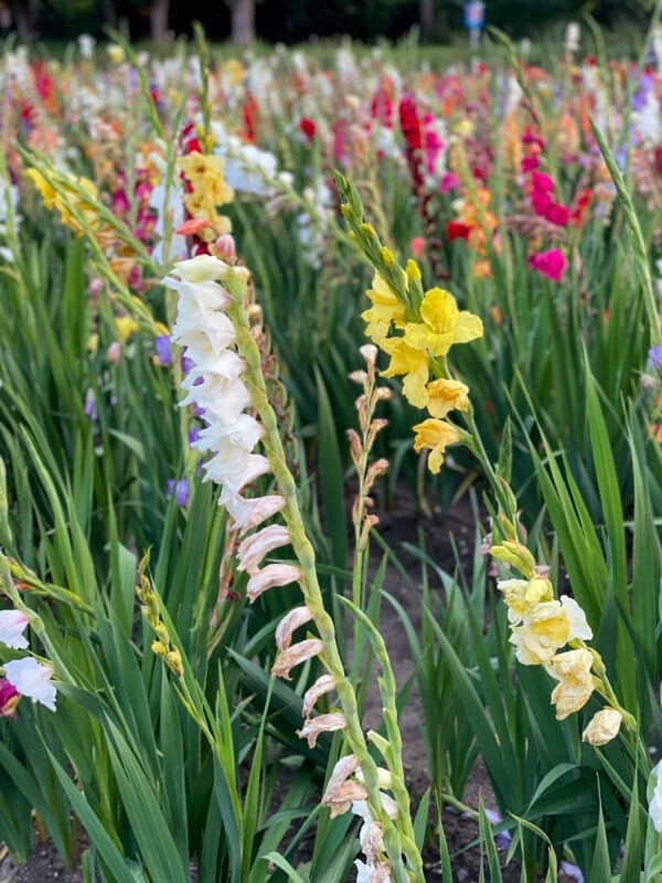 Gladiolus Nanus Mix, Gardening supplies, Fruits, trees, Country Corners Greenhouse