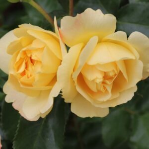 Floribunda Wildcard, Country Corners Greenhouse