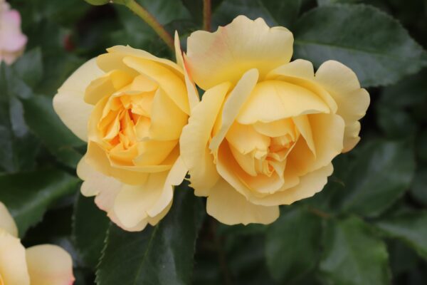 Floribunda Wildcard, Country Corners Greenhouse