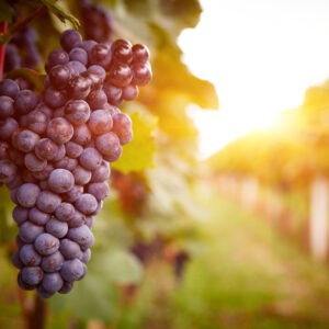 Vineyards,At,Sunset,In,Autumn,Harvest.,Ripe,Grapes,In,Fall.