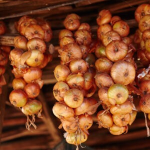 Bunches,Of,Onions,Hanging,From,The,Ceiling,In,A,Barn
