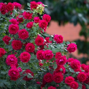 Shrub Roses