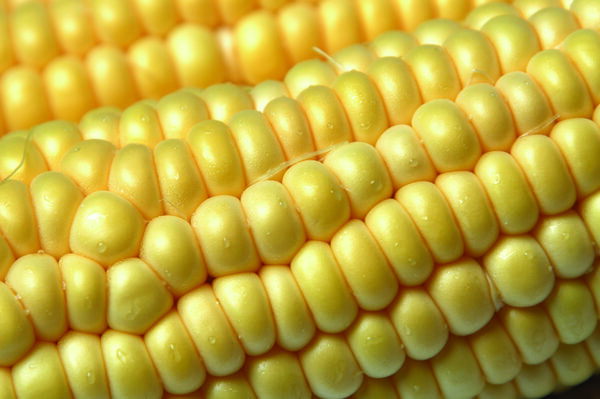 corn